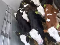 सांड, Simmental cattle — फ़ोटो 1