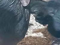 Chickens — Foto 8