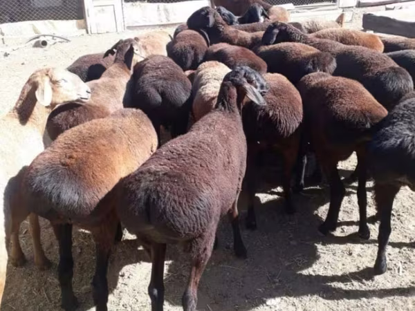 قوچ, گوسفند