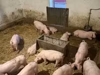 Schweine (Partie, Geschlecht nicht angegeben), Гипор — Foto 3