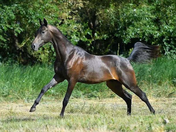 Kůň, Akhal-Teke