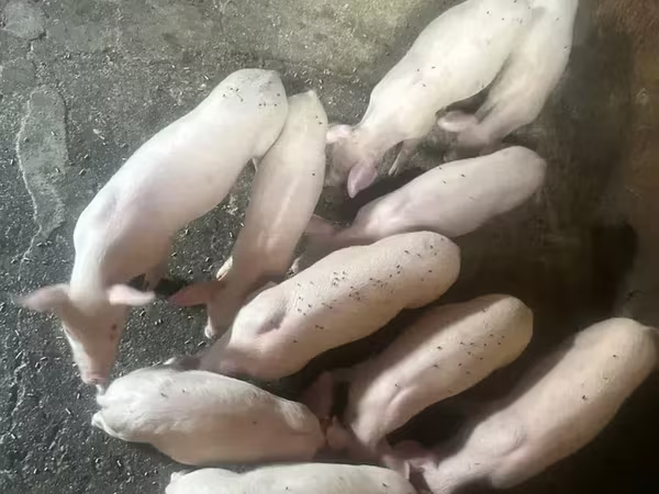 Säue, Датский ландрас
