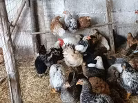 Chickens — sawirka 1
