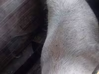 Babi hutan, Дюрок — foto 1