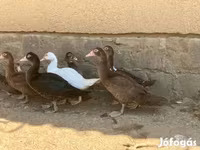 Ducks — عکس 3