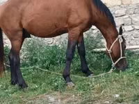 Cal, Cai — foto 2