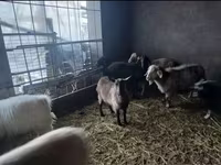 Capra, Alpine goat — foto 5