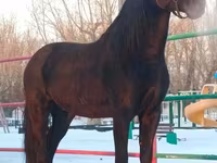 Kuda jantan, Horse breed — foto 3