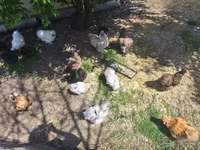 Chickens — फ़ोटो 2