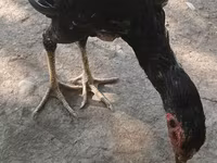 Chickens — foto 5