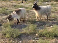 Koza, Kozy — foto 3