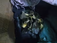 Ducks — عکس 2