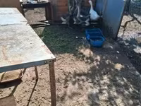 Geese — foto 2
