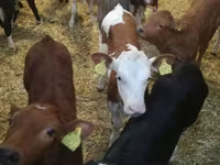 Skot (série, pohlaví neuvedeno), Simmental cattle — foto 6