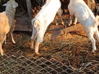 تيس, Nubian Goat — الصورة 3