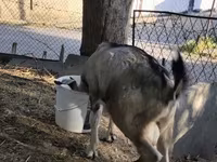 ፍየል, Nubian Goat — ፎቶ 8