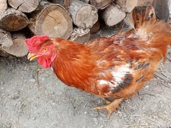 Chickens