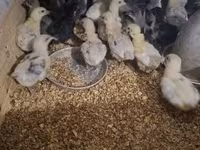 Australorp — zdjęcie 5