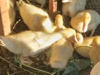 Ducks — foto 1