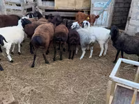 Ram, Hissar sheep — foto 3