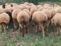 میش, گوسفند — عکس 5