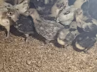Australorp — 2. fotó
