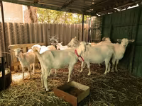 Buk, Saanen goat — foto 2