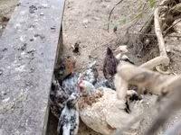 Guinea fowl — foto 8
