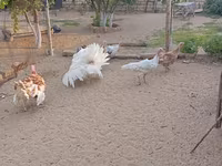 Turkeys — foto 1