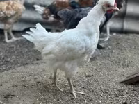 Chickens — รูปภาพ 6