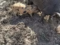 Babi betina, Дюрок — foto 3