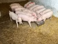 Scrofa — foto 8