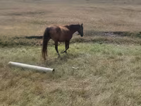 Mare, Horses — photo 4