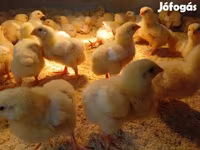 Chickens — foto 3