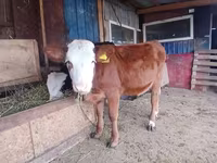 Touro, Swiss cattle — foto 2