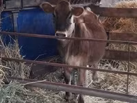 ላም, Jersey breed — ፎቶ 2