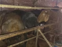 Domba jantan, Sheep — foto 3