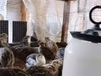Quails — լուսանկար 6
