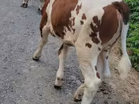 Kuh, Simmental cattle — Foto 2