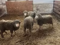 मेढ़ा, Merino sheep — फ़ोटो 1