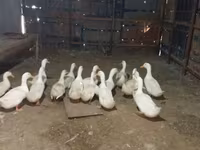 Pekin Bantam — foto 6