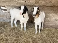 Koza, Boer goat — fotografija 2