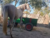 Kuda betina, Horses — foto 1