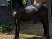 Hingst, Friesian — foto 4