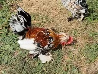 Chickens — عکس 2