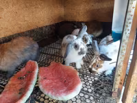Chickens — foto 6