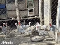 Turkeys — عکس 3