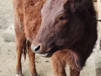 Krowa, Bydło — zdjęcie 1