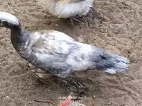Ducks — foto 1
