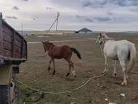 ሴት ፈረስ, Horses — ፎቶ 3